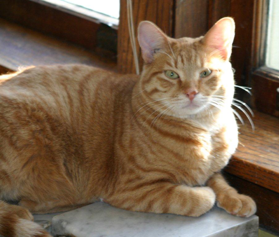 Cat Tails Rescue Inc.